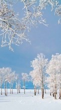New 540x960 mobile wallpapers Landscape, Winter, Trees free download.