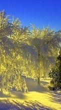 New mobile wallpapers - free download. Trees,Landscape,Winter picture and image for mobile phones.