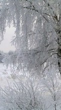 New 1024x600 mobile wallpapers Landscape, Winter, Trees free download.