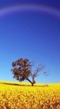 New mobile wallpapers - free download. Trees,Fields,Plants picture and image for mobile phones.