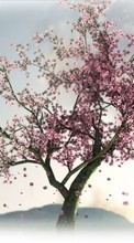 New mobile wallpapers - free download. Trees,Plants,Sakura picture and image for mobile phones.