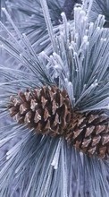 New mobile wallpapers - free download. Trees, Plants, Cones, Pine, Winter picture and image for mobile phones.