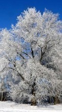New mobile wallpapers - free download. Plants, Winter, Trees, Snow picture and image for mobile phones.