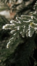 New mobile wallpapers - free download. Trees, Plants, Winter picture and image for mobile phones.