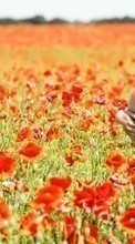 New mobile wallpapers - free download. Girls,People,Poppies,Landscape,Fields picture and image for mobile phones.