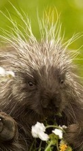 New mobile wallpapers - free download. Animals, Porcupine picture and image for mobile phones.