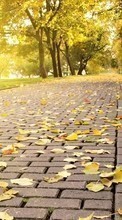 New mobile wallpapers - free download. Roads,Leaves,Autumn,Landscape picture and image for mobile phones.