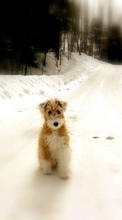 New mobile wallpapers - free download. Animals, Winter, Dogs, Roads picture and image for mobile phones.
