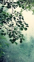 New mobile wallpapers - free download. Rain,Leaves,Landscape picture and image for mobile phones.
