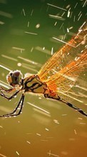 New mobile wallpapers - free download. Rain, Insects, Dragonflies picture and image for mobile phones.