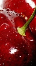 New mobile wallpapers - free download. Food,Sweet cherry,Fruits picture and image for mobile phones.