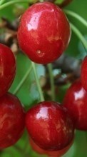 New mobile wallpapers - free download. Food, Sweet cherry, Fruits, Plants picture and image for mobile phones.