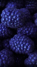 New mobile wallpapers - free download. Food, Backgrounds, Bilberries, Berries picture and image for mobile phones.