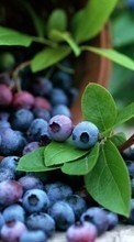 New mobile wallpapers - free download. Food, Leaves, Bilberries, Berries picture and image for mobile phones.