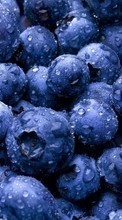 New 320x240 mobile wallpapers Plants, Food, Backgrounds, Blueberry, Berries free download.