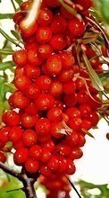 New 320x480 mobile wallpapers Plants, Fruits, Food, Berries free download.