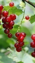 Plants, Fruits, Food, Berries, Currant for Sony Ericsson C902