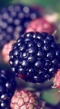 New mobile wallpapers - free download. Food, Fruits, Berries, Blackberry picture and image for mobile phones.