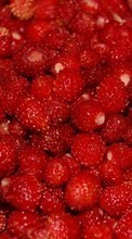 New mobile wallpapers - free download. Food, Fruits, Strawberry picture and image for mobile phones.