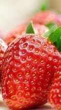 New mobile wallpapers - free download. Food,Fruits,Strawberry picture and image for mobile phones.