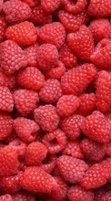 New mobile wallpapers - free download. Food, Fruits, Raspberry picture and image for mobile phones.