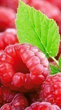 New mobile wallpapers - free download. Food, Fruits, Raspberry picture and image for mobile phones.