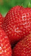 New mobile wallpapers - free download. Food, Strawberry, Berries picture and image for mobile phones.