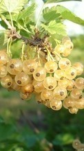 Plants, Food, Berries, Gooseberry for Samsung Galaxy Pocket Neo