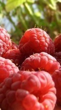 New mobile wallpapers - free download. Food, Berries, Raspberry picture and image for mobile phones.
