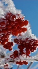 New mobile wallpapers - free download. Food, Berries, Plants, Snow, Winter picture and image for mobile phones.