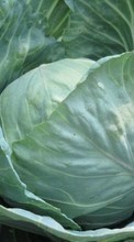 New mobile wallpapers - free download. Plants, Food, Cabbage picture and image for mobile phones.