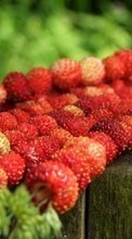 New mobile wallpapers - free download. Food,Strawberry,Plants picture and image for mobile phones.