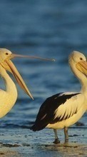 New mobile wallpapers - free download. Pelicans,Birds,Animals picture and image for mobile phones.
