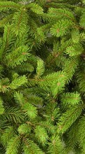 New mobile wallpapers - free download. Fir-trees, Background, Plants picture and image for mobile phones.