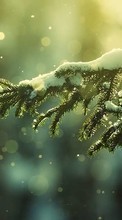 New mobile wallpapers - free download. Fir-trees,Background,Snow picture and image for mobile phones.