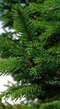 New 540x960 mobile wallpapers Plants, Needle, Fir-trees free download.