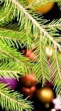 New mobile wallpapers - free download. Plants, Needle, Fir-trees picture and image for mobile phones.