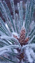 New mobile wallpapers - free download. Plants, Winter, Needle, Fir-trees picture and image for mobile phones.