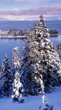 New 320x480 mobile wallpapers Landscape, Winter, Rivers, Fir-trees free download.