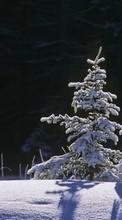 New mobile wallpapers - free download. Fir-trees, Landscape, Snow, Winter picture and image for mobile phones.