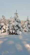 New mobile wallpapers - free download. Fir-trees,Landscape,Snow,Winter picture and image for mobile phones.