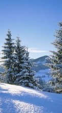 New mobile wallpapers - free download. Landscape, Winter, Fir-trees picture and image for mobile phones.
