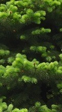 New mobile wallpapers - free download. Plants, Fir-trees picture and image for mobile phones.