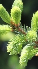 New mobile wallpapers - free download. Fir-trees,Plants,Cones picture and image for mobile phones.