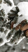 Fir-trees,Plants,Cones for Sony Xperia S