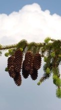 New mobile wallpapers - free download. Plants, Cones, Fir-trees picture and image for mobile phones.