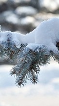 New mobile wallpapers - free download. Fir-trees,Plants,Snow picture and image for mobile phones.