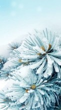 New mobile wallpapers - free download. Fir-trees,Plants,Winter picture and image for mobile phones.