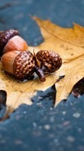 New mobile wallpapers - free download. Acorns, Leaves, Autumn, Plants picture and image for mobile phones.