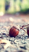 New mobile wallpapers - free download. Acorns,Objects picture and image for mobile phones.